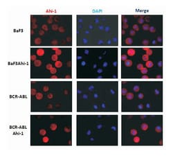 Ahi1, Mouse, Clone: 645s3, Abnova 100&mu;L; Unlabeled:Antibodies, Monoclonal