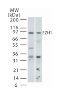 EZH1 Rabbit anti-Human, Mouse, Polyclonal Antibody, Abnova 100&mu;g; Unlabeled:Antibodies,