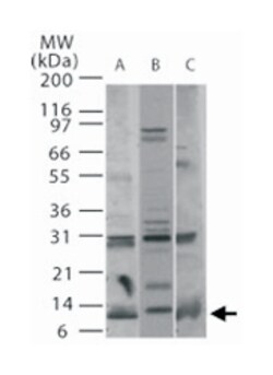 Pmaip1 Rabbit anti-Human, Mouse, Rat, Polyclonal Antibody, Abnova 100&mu;g;