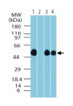 PACSIN2 Rabbit anti-Chimpanzee, Clawed frog, Human, Polyclonal Antibody, Abnova 100 &mu;g | Buy Online | Abnova | Fisher Scientific