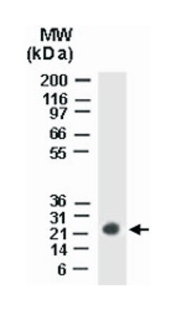 BAG2 Rabbit anti-Human, Polyclonal Antibody, Abnova 50&mu;L; Unlabeled:Antibodies,