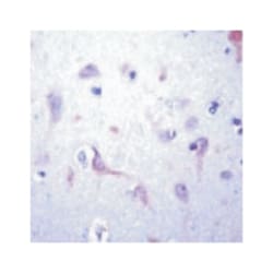 PRAF2, Rabbit, Polyclonal Antibody, Abnova 100&mu;L; Unlabeled:Antibodies,