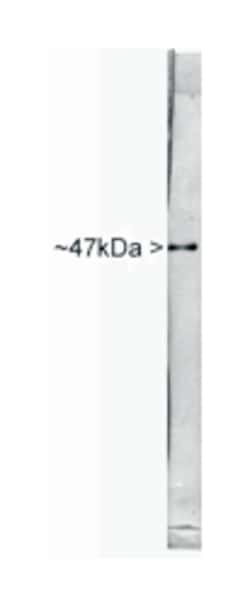 ENO2 Rabbit anti-Human, Rat, Polyclonal Antibody, Abnova 100&mu;L; Unlabeled:Antibodies,