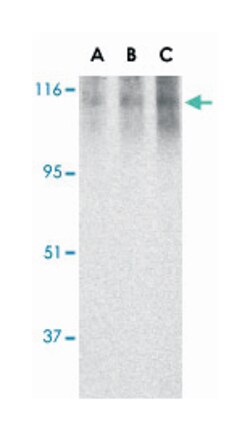 NLRC4 Rabbit anti-Human, Polyclonal Antibody, Abnova 100 &mu;g | Buy Online | Abnova | Fisher Scientific
