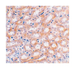 IRF3 Rabbit anti-Human, Mouse, Polyclonal Antibody, Abnova 100&mu;g; Unlabeled:Antibodies,