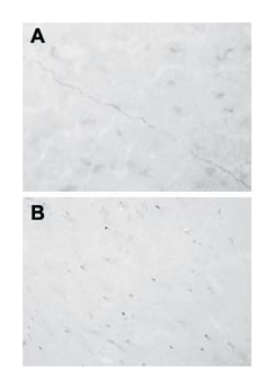 Thiamine (Vitamin B1), Rat, Polyclonal Antibody, Abnova 100 &mu;L | Buy Online | Abnova Corporation | Fisher Scientific