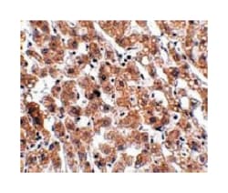 HAAO Rabbit anti-Human, Mouse, Rat, Polyclonal Antibody, Abnova 100 &mu;g | Buy Online | Abnova Corporation | Fisher Scientific