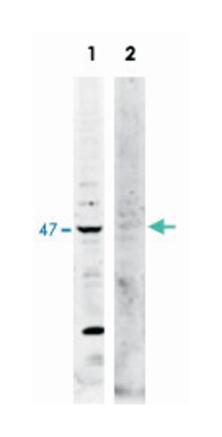 TRAF2 Rabbit anti-Human, Mouse, Polyclonal Antibody, Abnova 100&mu;g; Unlabeled:Antibodies,