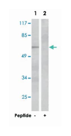 PTPN6 Rabbit anti-Human, Mouse, Rat, Polyclonal Antibody, Abnova 100&mu;g;