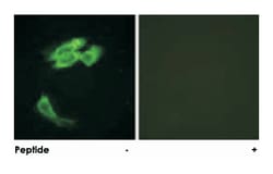 PEA15 Rabbit anti-Human, Mouse, Rat, Polyclonal Antibody, Abnova 100&mu;g;