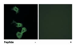 DAB1 Rabbit anti-Human, Mouse, Rat, Polyclonal Antibody, Abnova 100&mu;g;