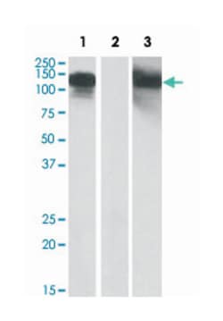 CDH11 Goat anti-Human, Polyclonal Antibody, Abnova 100&mu;g; Unlabeled:Antibodies,