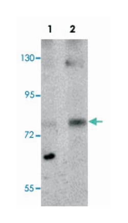 MRE11A Rabbit anti-Human, Mouse, Rat, Polyclonal Antibody, Abnova 100&mu;g;