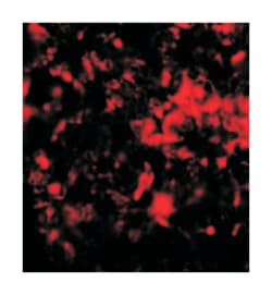 RNF8, Rabbit, Polyclonal Antibody, Abnova 100&mu;g; Unlabeled:Antibodies,