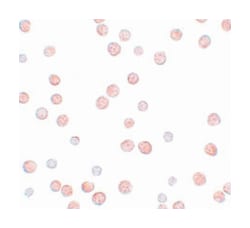 PAPPA2 Rabbit anti-Human, Mouse, Rat, Polyclonal Antibody, Abnova 100&mu;g;