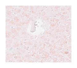 PIWIL1, Rabbit, Polyclonal Antibody, Abnova 100&mu;g; Unlabeled:Antibodies,