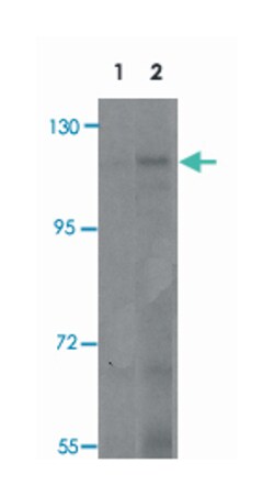 CMYA5, Rabbit, Polyclonal Antibody, Abnova 100&mu;g; Unlabeled:Antibodies,