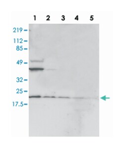 C22orf29 Rabbit anti-Human, Polyclonal Antibody, Abnova 100&mu;L; Unlabeled:Antibodies,