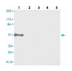 STAP2 Rabbit anti-Human, Polyclonal Antibody, Abnova 100&mu;L; Unlabeled:Antibodies,