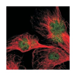 NPAS3 Rabbit anti-Human, Polyclonal Antibody, Abnova 100 &mu;L | Buy Online | Abnova Corporation | Fisher Scientific