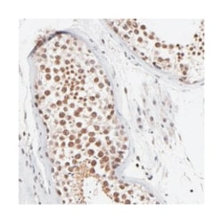WDR25, Rabbit, Polyclonal Antibody, Abnova 100 &mu;L | Buy Online | Abnova Corporation | Fisher Scientific