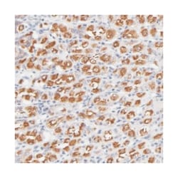 CXorf26, Rabbit, Polyclonal Antibody, Abnova 100&mu;L; Unlabeled:Antibodies,