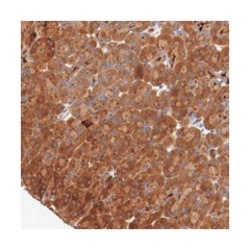 PITPNM2 Rabbit anti-Human, Polyclonal Antibody, Abnova 100&mu;L; Unlabeled:Antibodies,