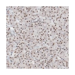 BUB3 Rabbit anti-Human, Mouse, Polyclonal Antibody, Abnova 100 &mu;L | Buy Online | Abnova Corporation | Fisher Scientific