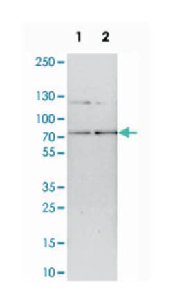 RNGTT, Rabbit, Polyclonal Antibody, Abnova 100&mu;L; Unlabeled:Antibodies,