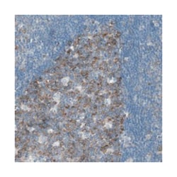 RPS12 Rabbit anti-Human, Polyclonal Antibody, Abnova 100&mu;L; Unlabeled:Antibodies,