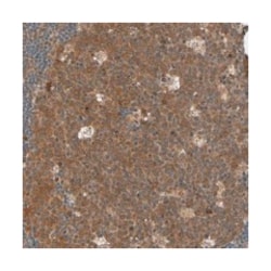 CYTIP, Rabbit, Polyclonal Antibody, Abnova 100 &mu;L | Buy Online | Abnova | Fisher Scientific