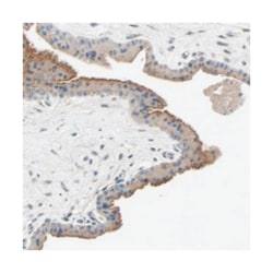 XYLT1 Rabbit anti-Human, Polyclonal Antibody, Abnova 100 &mu;L | Buy Online | Abnova Corporation | Fisher Scientific