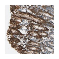 PCDHB5, Rabbit, Polyclonal Antibody, Abnova 100&mu;L; Unlabeled:Antibodies,