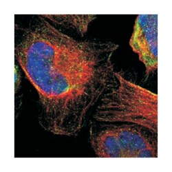 TMED2, Rabbit, Polyclonal Antibody, Abnova 100&mu;L; Unlabeled:Antibodies,