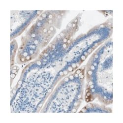 GPM6A, Rabbit, Polyclonal Antibody, Abnova 100 &mu;L | Buy Online | Abnova Corporation | Fisher Scientific
