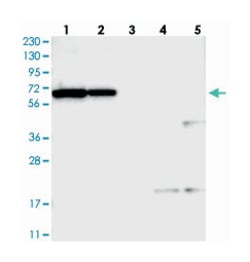 NOP5/NOP58 Rabbit anti-Human, Polyclonal Antibody, Abnova 100&mu;L; Unlabeled:Antibodies,