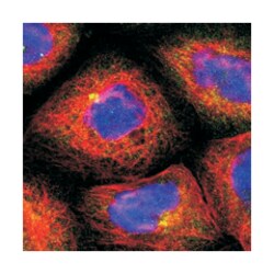 CEP97 Rabbit anti-Human, Polyclonal Antibody, Abnova 100 &mu;L | Buy Online | Abnova Corporation | Fisher Scientific