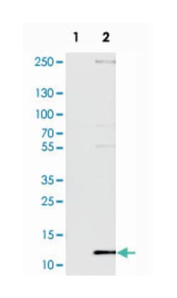 DYNLT3, Rabbit, Polyclonal Antibody, Abnova 100 &mu;L | Buy Online | Abnova Corporation | Fisher Scientific