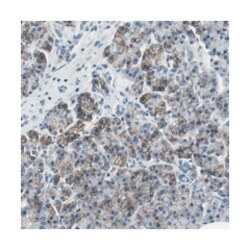 KCNJ5 Rabbit anti-Human, Polyclonal Antibody, Abnova 100&mu;L; Unlabeled:Antibodies,