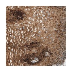 C7orf43 Rabbit anti-Human, Polyclonal Antibody, Abnova 100 &mu;L | Buy Online | Abnova | Fisher Scientific