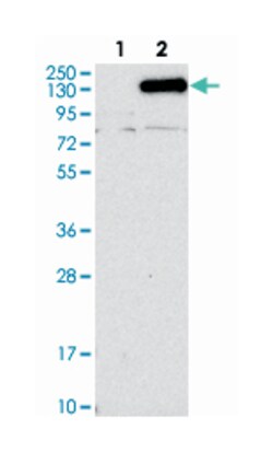 NCKAP1, Rabbit, Polyclonal Antibody, Abnova 100&mu;L; Unlabeled:Antibodies,
