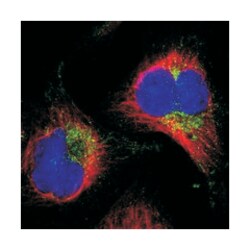 AASS Rabbit anti-Human, Polyclonal Antibody, Abnova 100 &mu;L | Buy Online | Abnova Corporation | Fisher Scientific