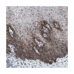 FAM29A Rabbit anti-Human, Polyclonal Antibody, Abnova 100&mu;L; Unlabeled:Antibodies,