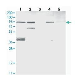 EFCAB5 Rabbit anti-Human, Polyclonal Antibody, Abnova 100 &mu;L | Buy Online | Abnova Corporation | Fisher Scientific