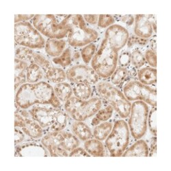 ZBTB2 Rabbit anti-Human, Polyclonal Antibody, Abnova 100&mu;L; Unlabeled:Antibodies,