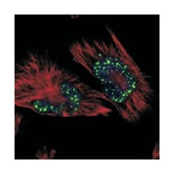 SON Rabbit anti-Human, Polyclonal Antibody, Abnova 100&mu;L; Unlabeled:Antibodies,