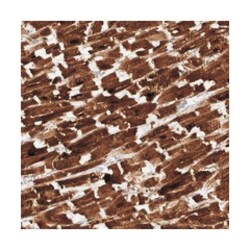 C1orf26 Rabbit anti-Human, Polyclonal Antibody, Abnova 100 &mu;L | Buy Online | Abnova Corporation | Fisher Scientific
