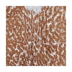 CEP350 Rabbit anti-Human, Polyclonal Antibody, Abnova 100 &mu;L | Buy Online | Abnova Corporation | Fisher Scientific