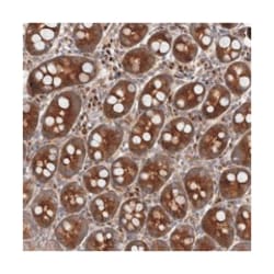 FLAD1 Rabbit anti-Human, Polyclonal Antibody, Abnova 100 &mu;L | Buy Online | Abnova | Fisher Scientific