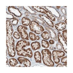 FGD2, Rabbit, Polyclonal Antibody, Abnova 100 &mu;L | Buy Online | Abnova Corporation | Fisher Scientific